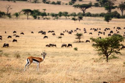 Flock of sheep in a field