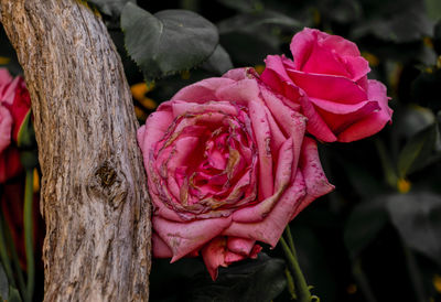 Close-up of pink rose