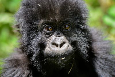Close-up portrait of a monkey
