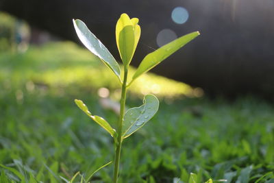 Close-up of small plant growing on field