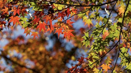 Low angle view of maple leaves on tree