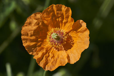 Close-up of yellow rose flower