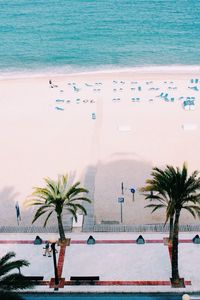High angle view of palm trees at beach during sunny day