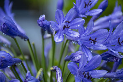 Close-up of wet purple crocus flowers