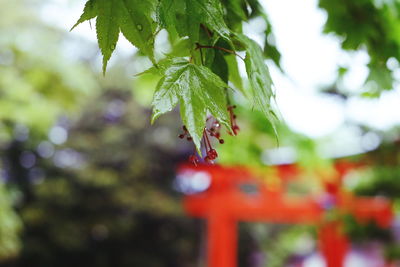 Close-up of wet leaves on branches during rainy season