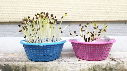 Close-up of potted plant against wall