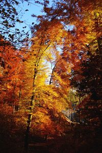 Trees in forest during autumn