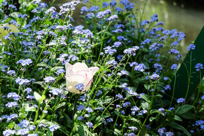 Close-up of purple flowers