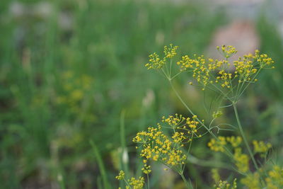 Close-up of yellow flowering plant on field