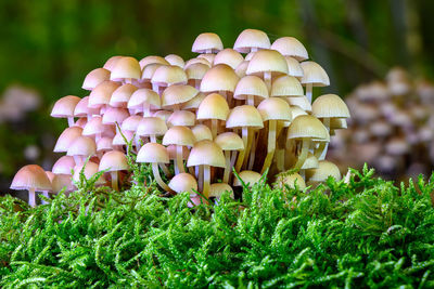 Close-up of mushrooms growing on field