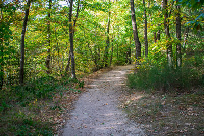 Road amidst trees in forest