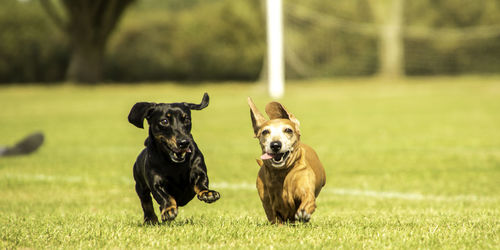 Portrait of dogs on grassy field