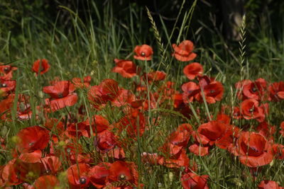 Close-up of red poppy flowers in field