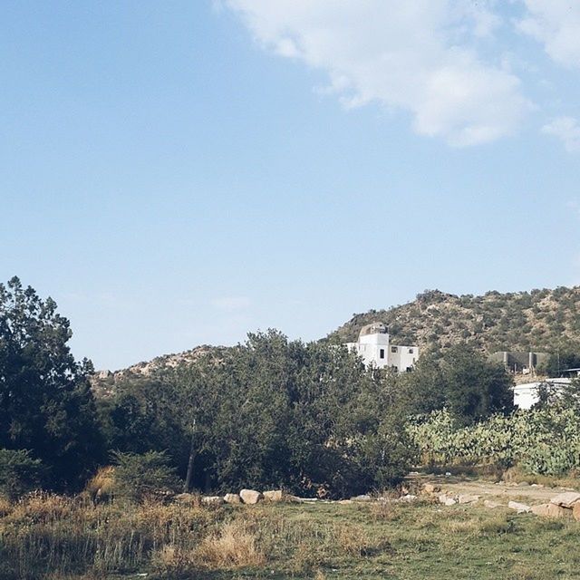 tree, tranquil scene, tranquility, sky, landscape, scenics, beauty in nature, mountain, nature, blue, growth, hill, non-urban scene, grass, day, field, plant, copy space, clear sky, idyllic