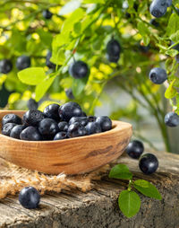 Ripe fresh wild blueberries in large wooden spoon on old wooden board close up.