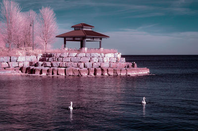 Swans swimming against gazebo in lake at park