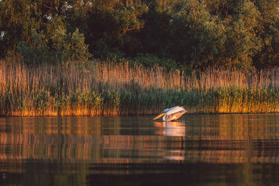 View of a bird in lake