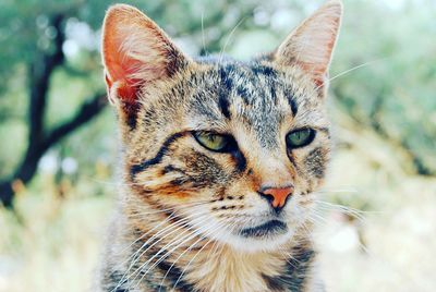 Close-up portrait of cat