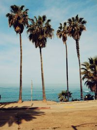 Palm trees on beach against sky