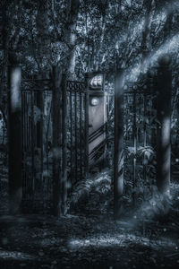 Trees growing in abandoned building