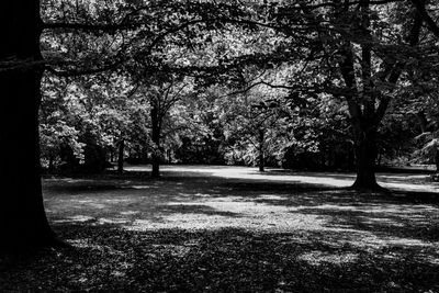 Trees in park