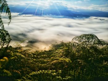 Scenic view of plants against sky