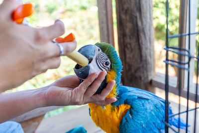 A young macaw is feeding a syringe. blue-yellow macaw hand-fed food hungry macaws