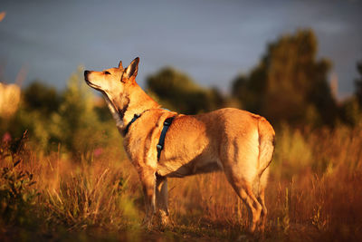 Side view of horse on field