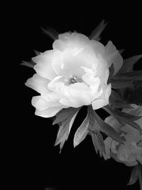 Close-up of white rose against black background