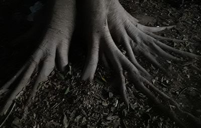 High angle view of hands in forest