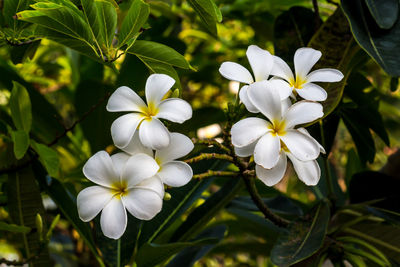 Close-up of white flowering plant in park