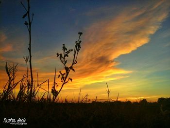 Silhouette plants on field against orange sky