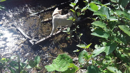 High angle view of snake amidst plants