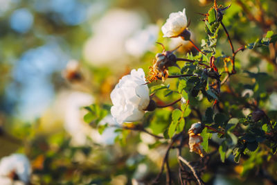 Close-up of white flowering plant