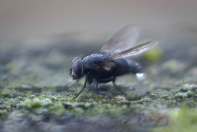 Close-up of housefly