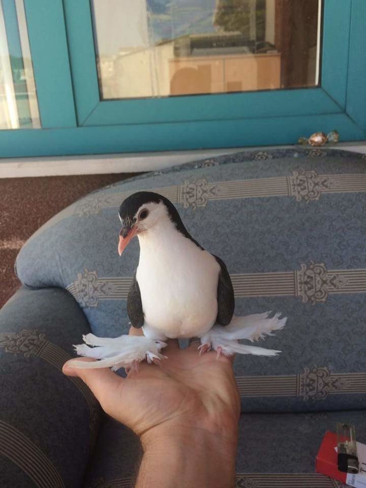 CLOSE-UP OF HAND HOLDING BIRD ON FLOOR