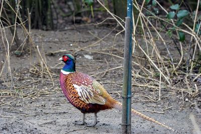 Peacock perching on field