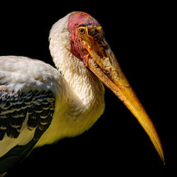 Close-up of a bird against black background