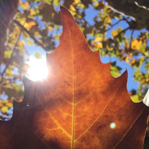 Sun shining through trees