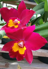 Close-up of pink flowers