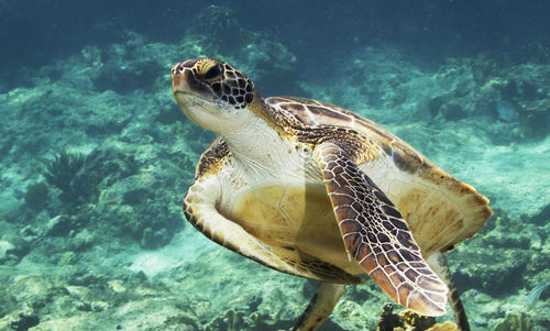 Turtle swimming in sea