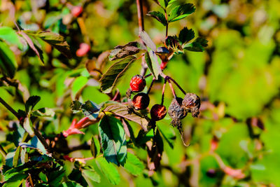Close-up of berries on plant