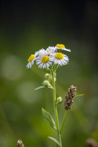 Close-up of yellow flowering plant