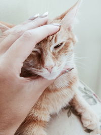 Close-up of hand with cat