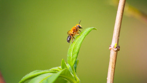 Close-up of insect on plant