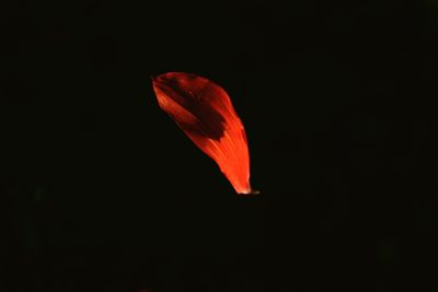 Close-up of red leaf against black background