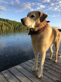 Dog looking away while standing on lake against sky