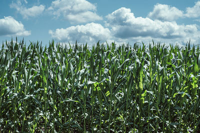 Crops growing on field against sky