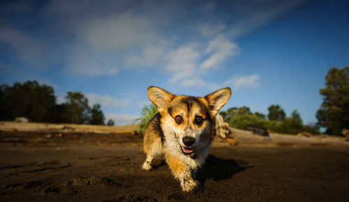 Portrait of dog at beach against sky