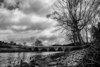 Low angle view of trees and bridge